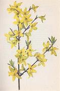 Forsythia intermedia